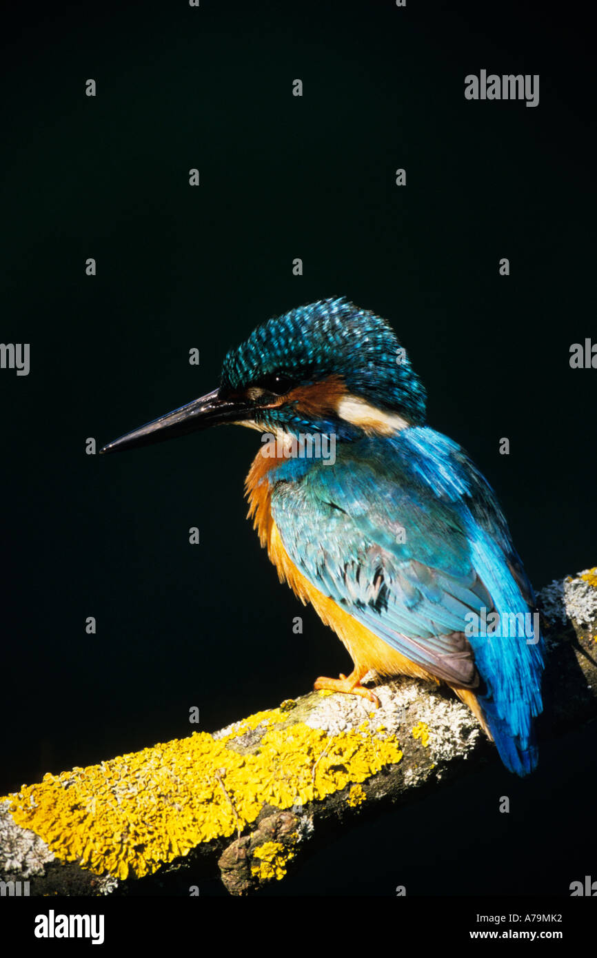 Kingfisher Alcedo atthis au hunt Banque D'Images