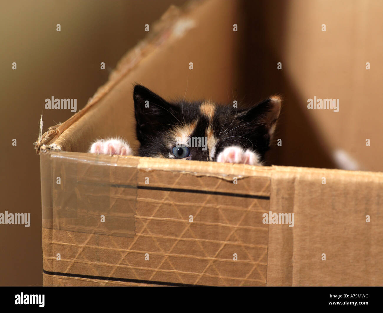 Chaton Age D Une Semaine Banque De Photographies Et D Images A Haute Resolution Page 2 Alamy Chaton Age D Une Semaine Banque De Photographies Et D Images A Haute Resolution Page 2 Alamy