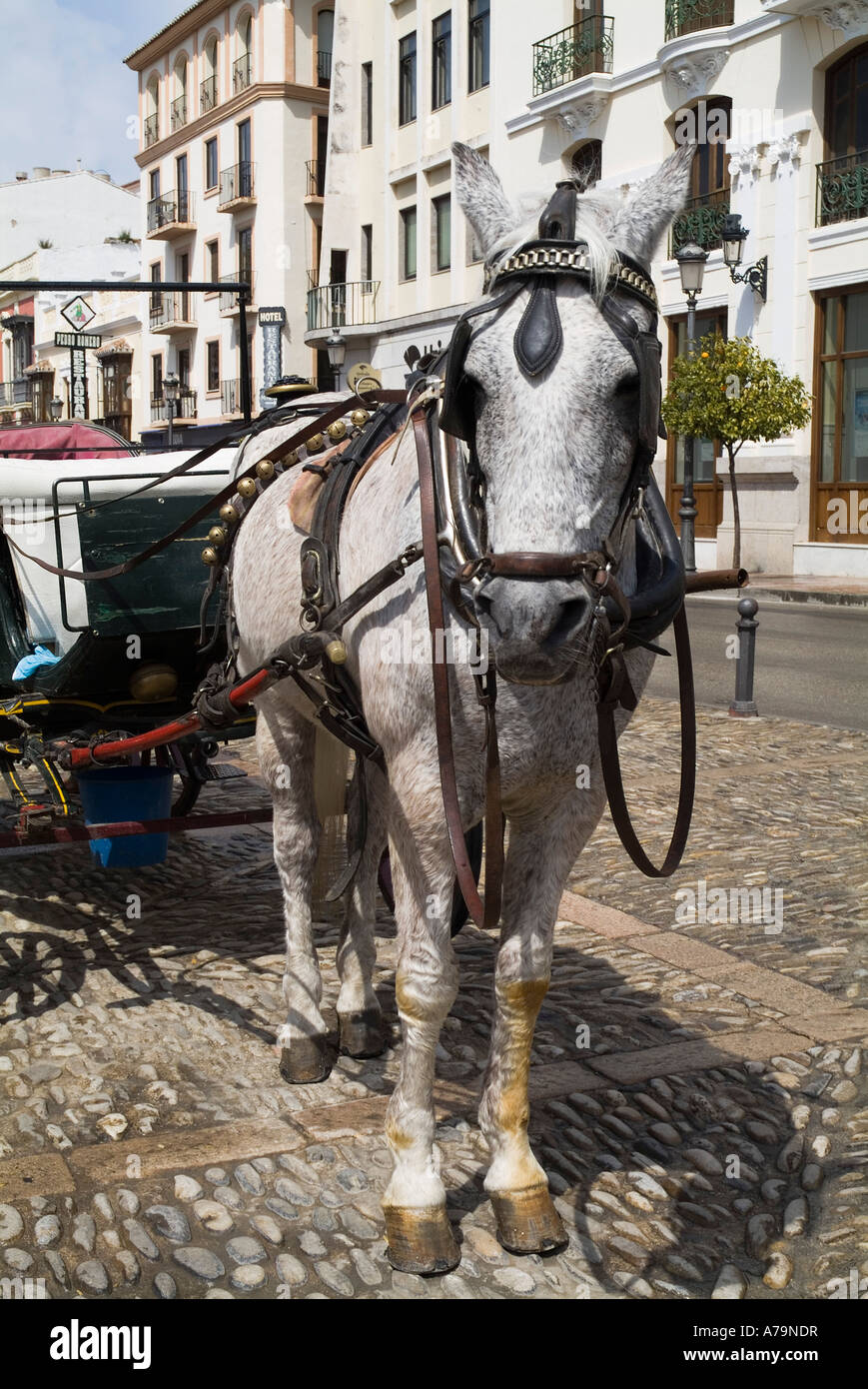 Dh RONDA ESPAGNE cheval blanc et le transport en street Banque D'Images