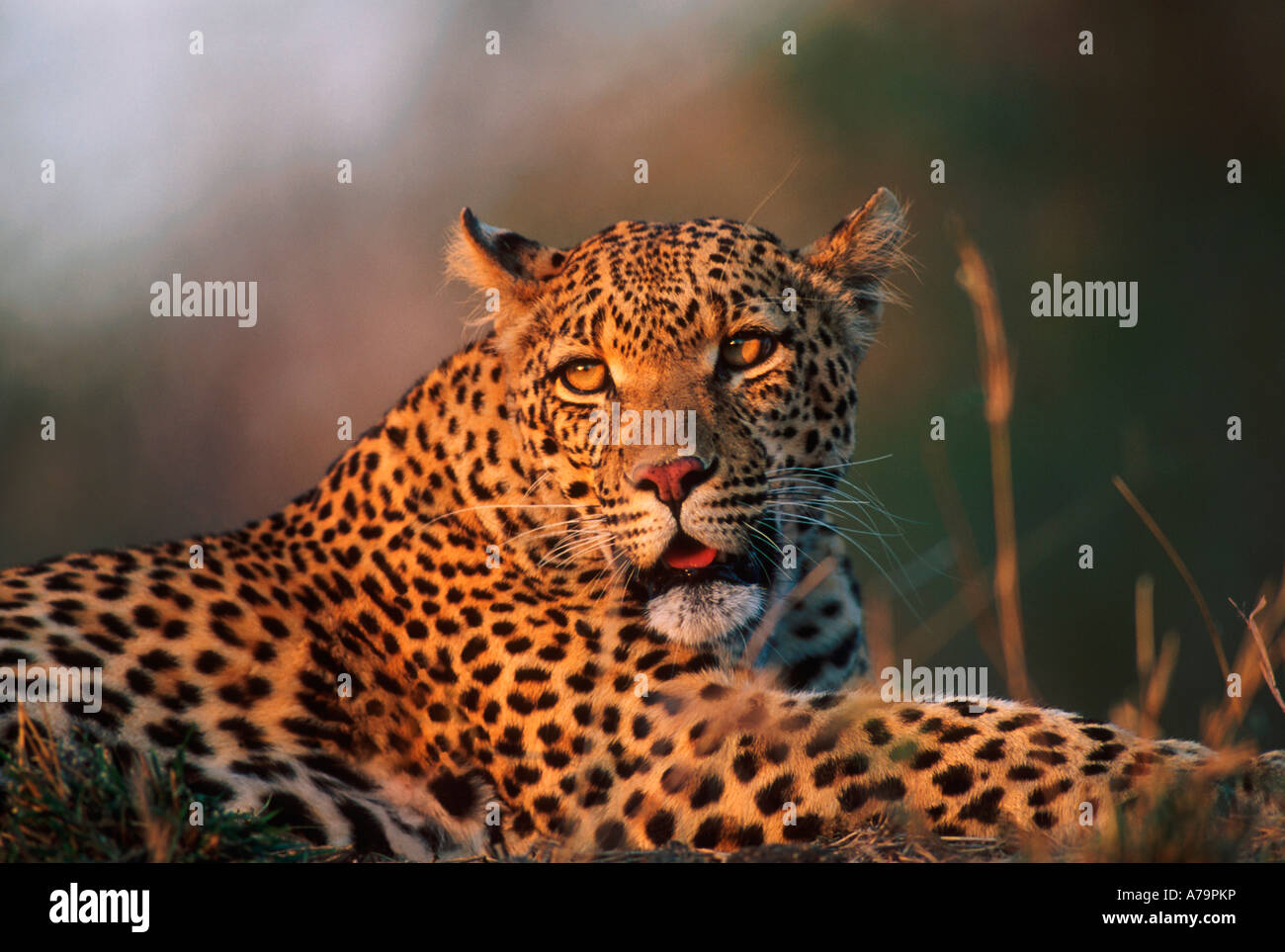 Portrait de jeune homme leopard Londolozi Game Reserve Afrique du Sud Mpumalanga Banque D'Images