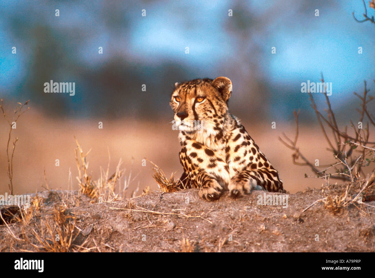 Un guépard royal posé sur une termitière Londolozi Game Reserve Afrique du Sud Mpumalanga Banque D'Images