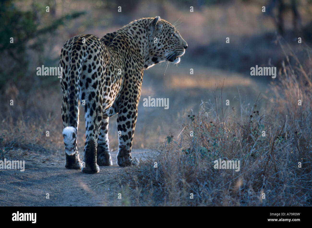 Un homme leopard sur la chasse en tant qu'il marche dans une piste dans le bush Sabi Sands Game Reserve en fin d'après-midi Banque D'Images