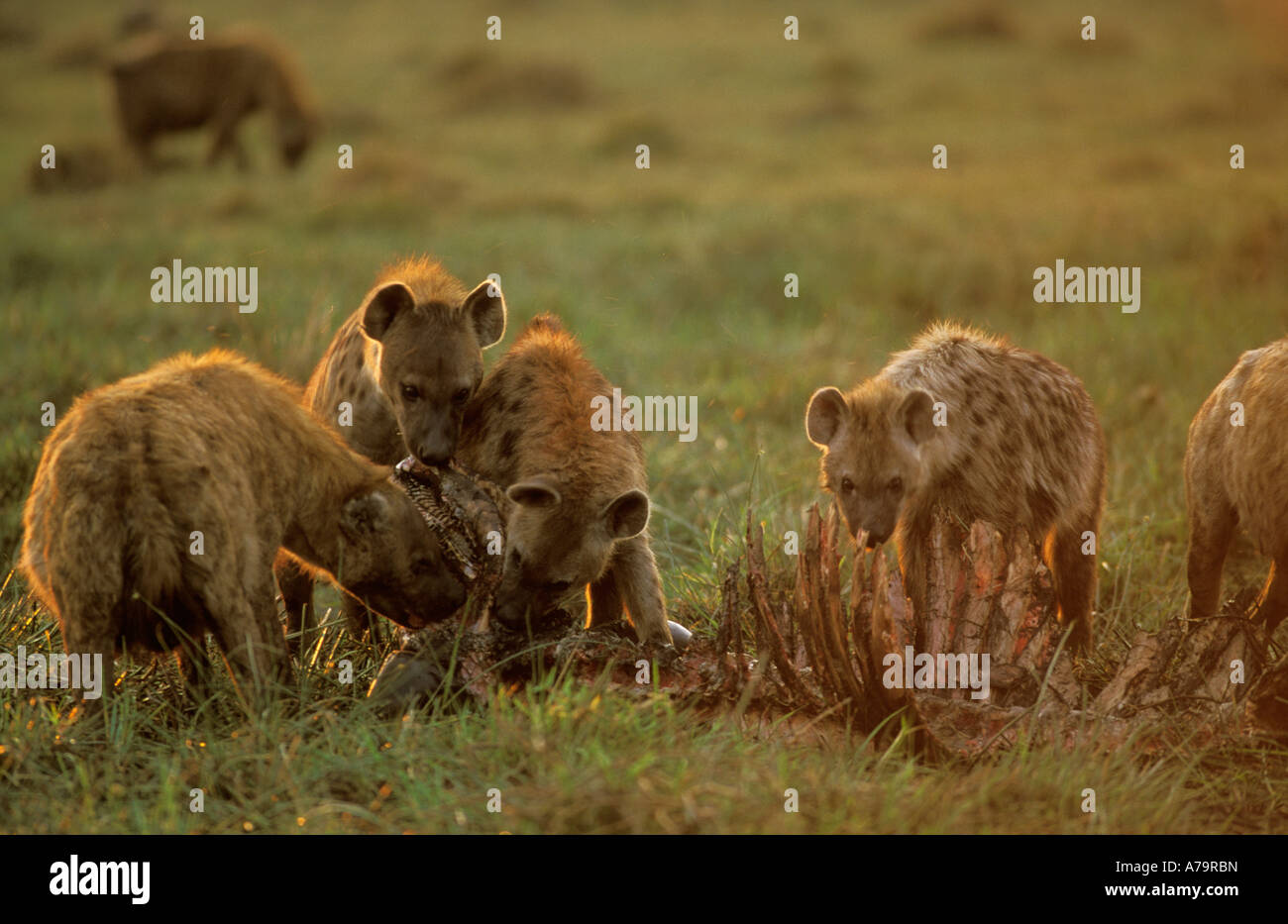 Un groupe de cinq hyène avec buffalo tuer Delta de l'Okavango au Botswana Banque D'Images