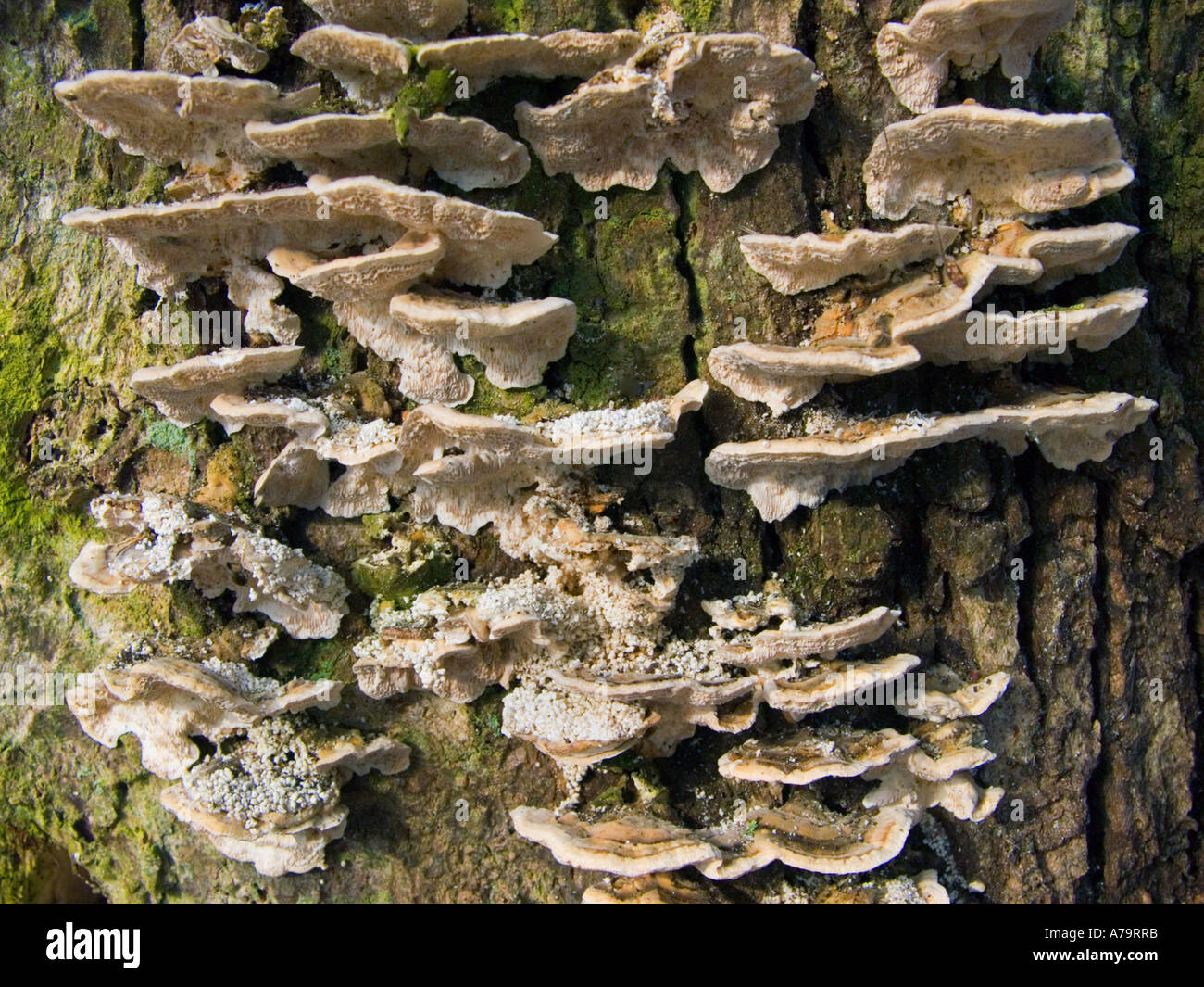 Sur les champignons des forêts de l'écorce de bois de germination de graines germées au miel Champignons germés treemushroom Xylobiont arbre Banque D'Images