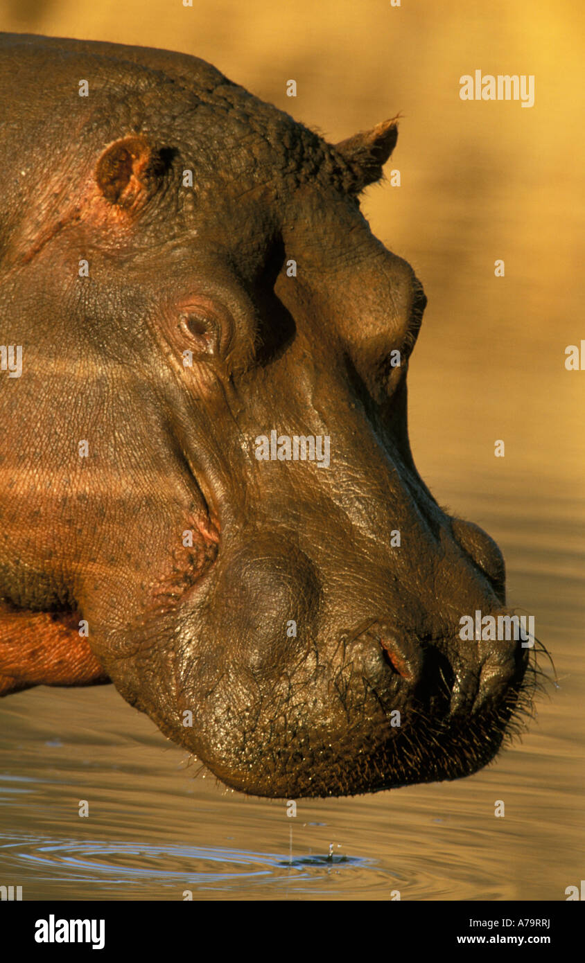 Hippopotamus amphibious portrait Afrique du Sud Banque D'Images