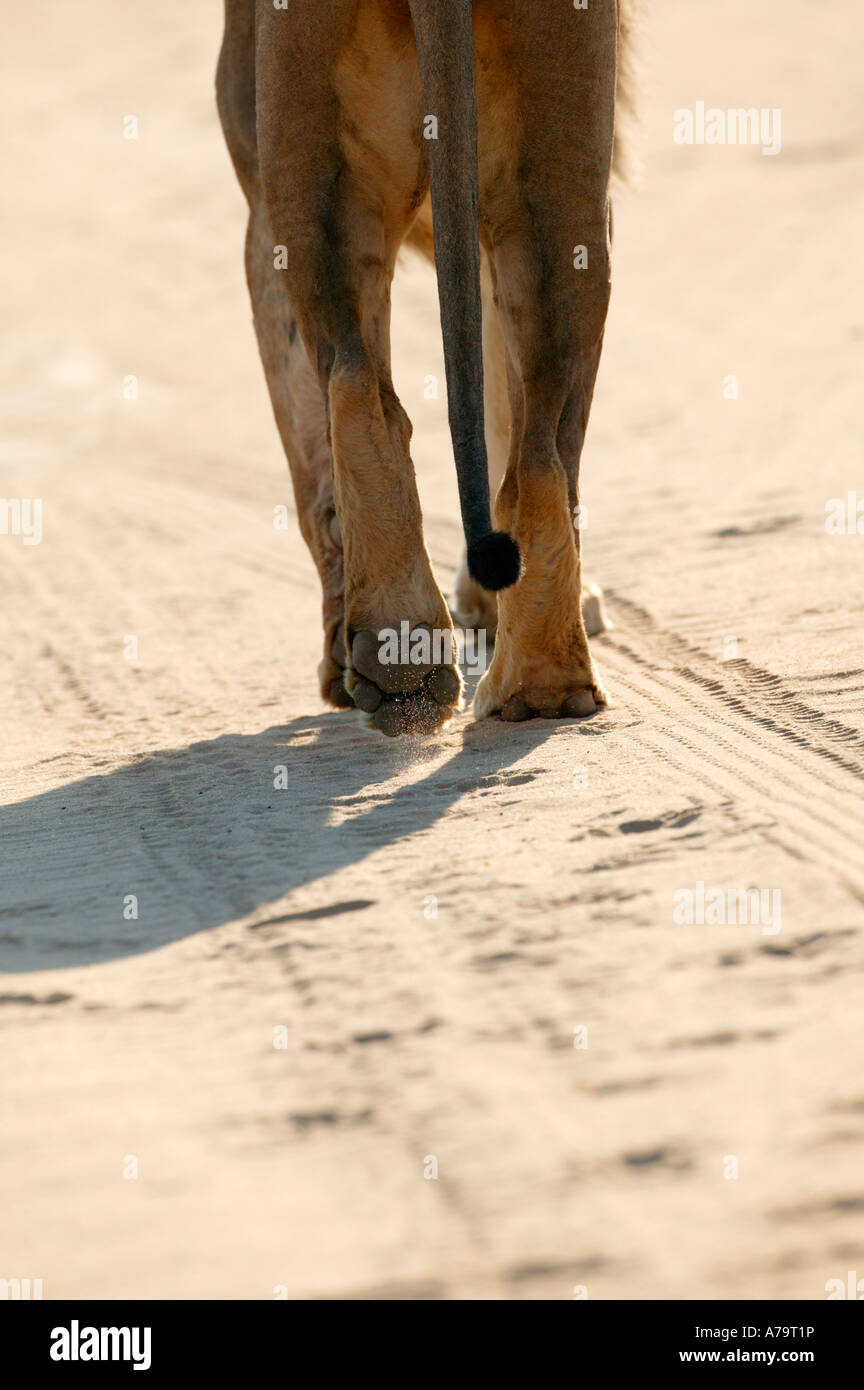 Close up of a male lions dos pied alors qu'il marche dans un chemin de terre de l'appareil photo Banque D'Images