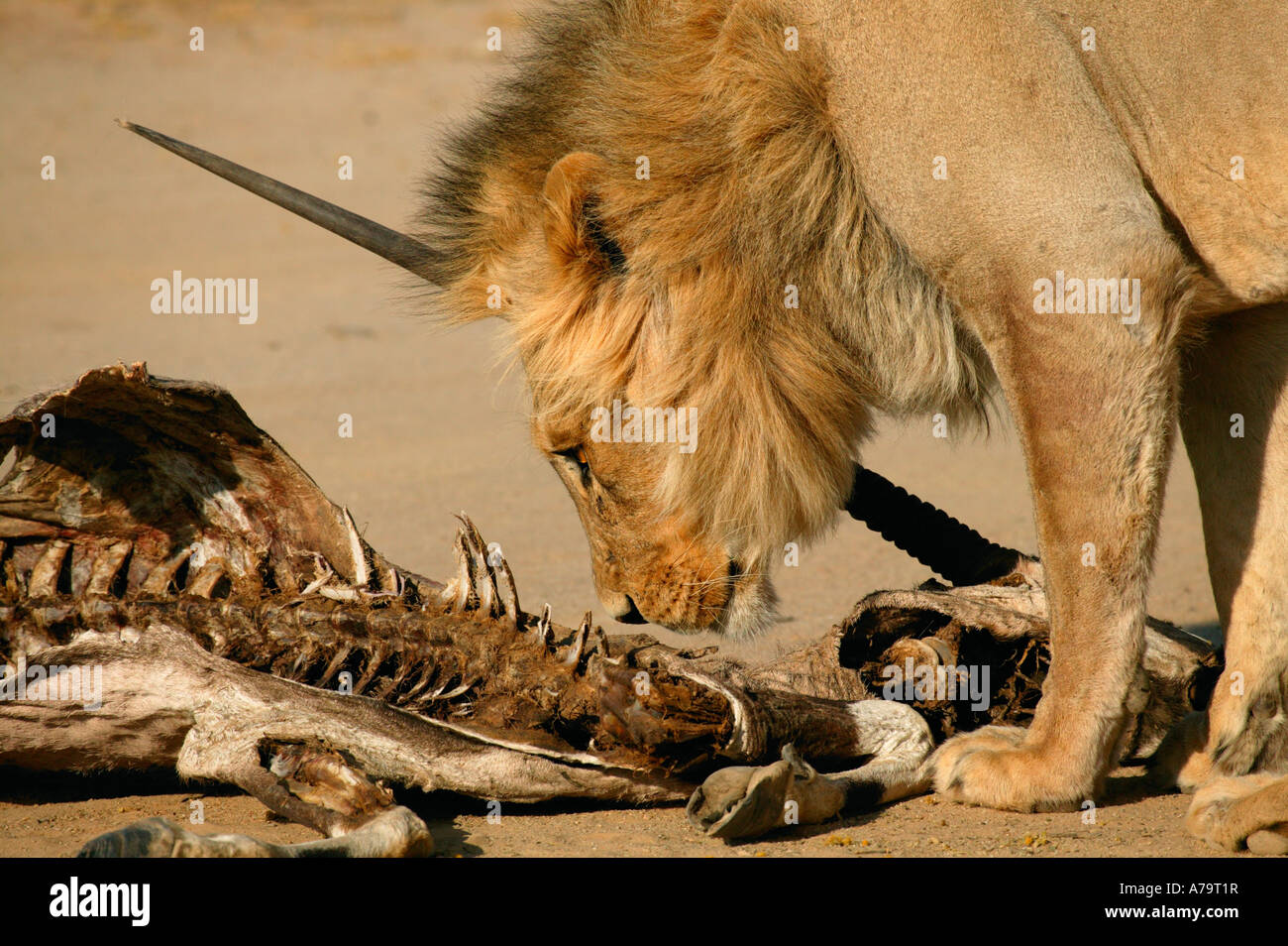 Une jeune blonde l'inhalation et la crinière d'un lion mâle oryx gemsbok vieille carcasse dans le désert du Kalahari Banque D'Images