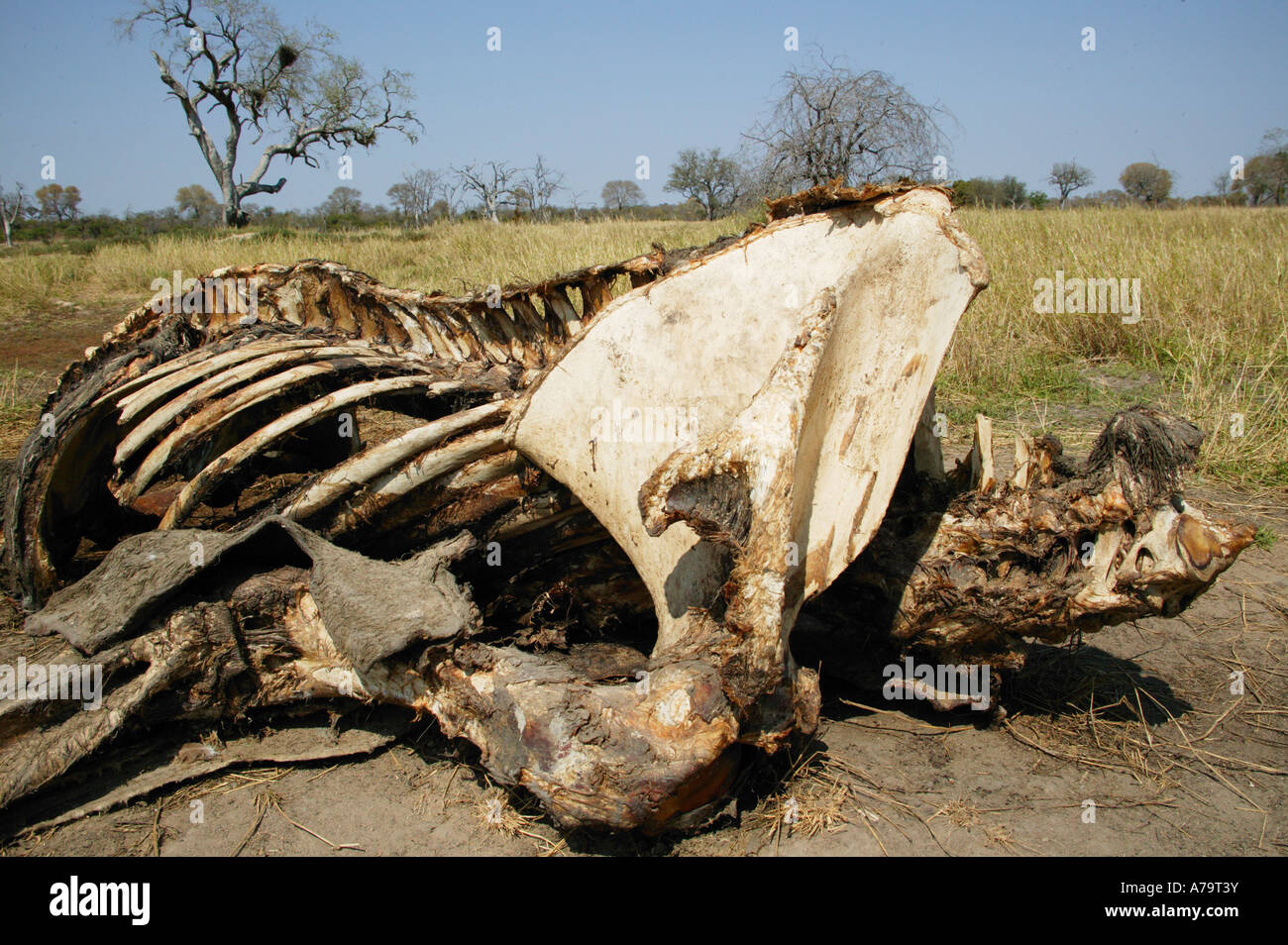 Les os d'une carcasse d'éléphant Sabi Sand Game Reserve Afrique du Sud Mpumalanga Banque D'Images