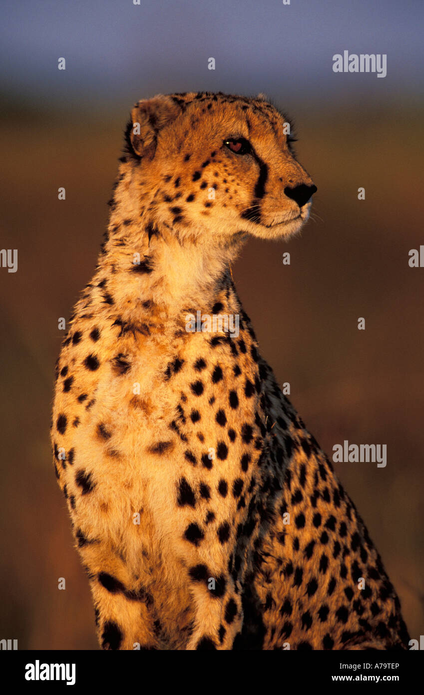 Portrait d'un guépard avec sa tête tournée vers la droite de l'appareil photo Delta de l'Okavango au Botswana Banque D'Images