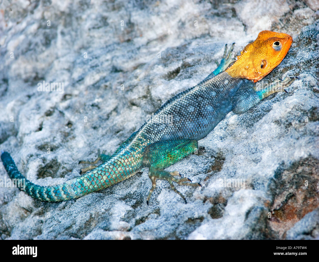 Agama agama commune africaine Siedleragame allongé au soleil sur un rocher près de la mer plage réchauffer Banque D'Images