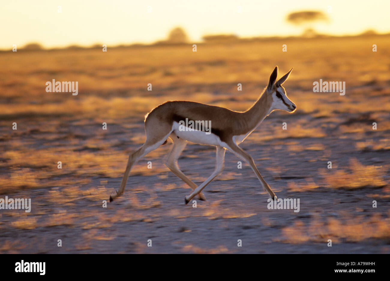 Springbok trottant sur les plaines d'Etosha Namibie Etosha Banque D'Images