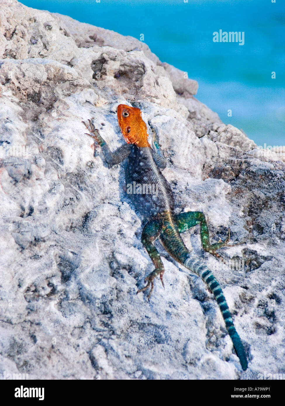Agama agama commune africaine Siedleragame allongé au soleil sur un rocher près de la mer plage réchauffer Banque D'Images