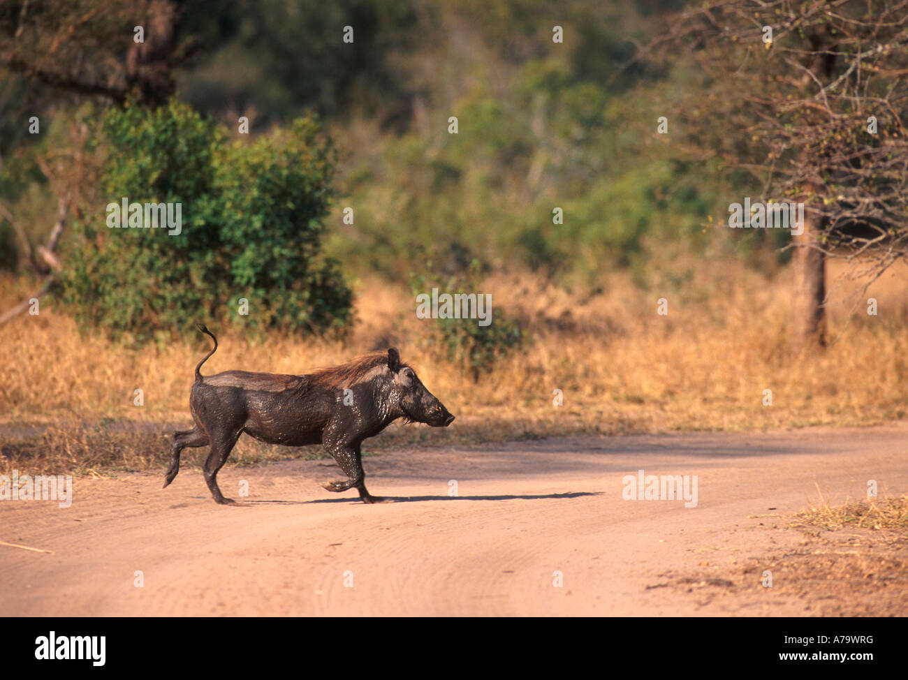 Phacochère courir avec queue de haut Londolozi Sabi Sand Wildtuin Game Reserve Afrique du Sud Mpumalanga Banque D'Images