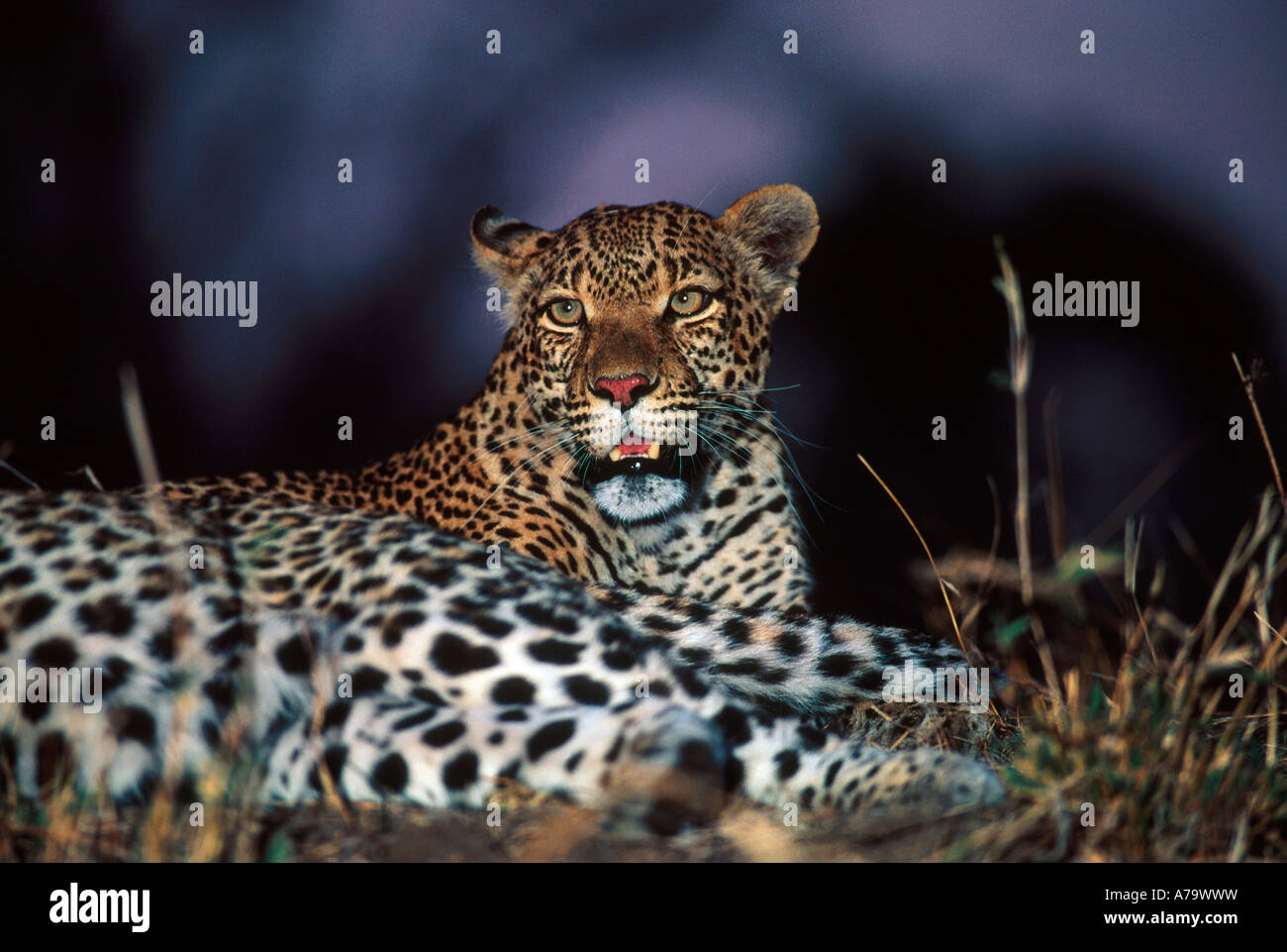 Portrait de jeune homme leopard Londolozi Game Reserve Afrique du Sud Mpumalanga Banque D'Images