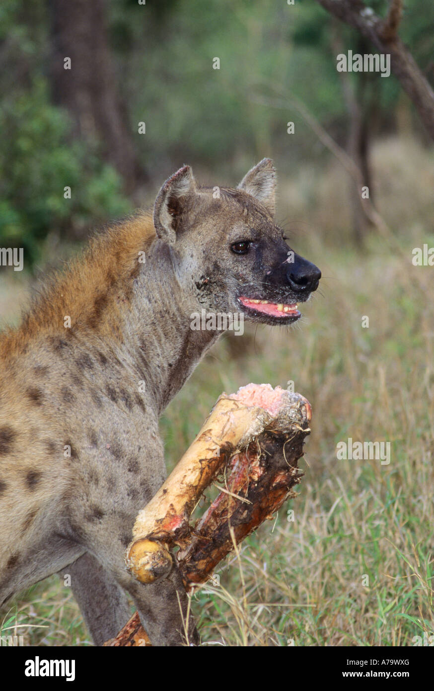L'hyène tachetée avec une girafe décomposé de Sabi Sand Game Reserve fémur Mpumalanga Afrique du Sud Banque D'Images