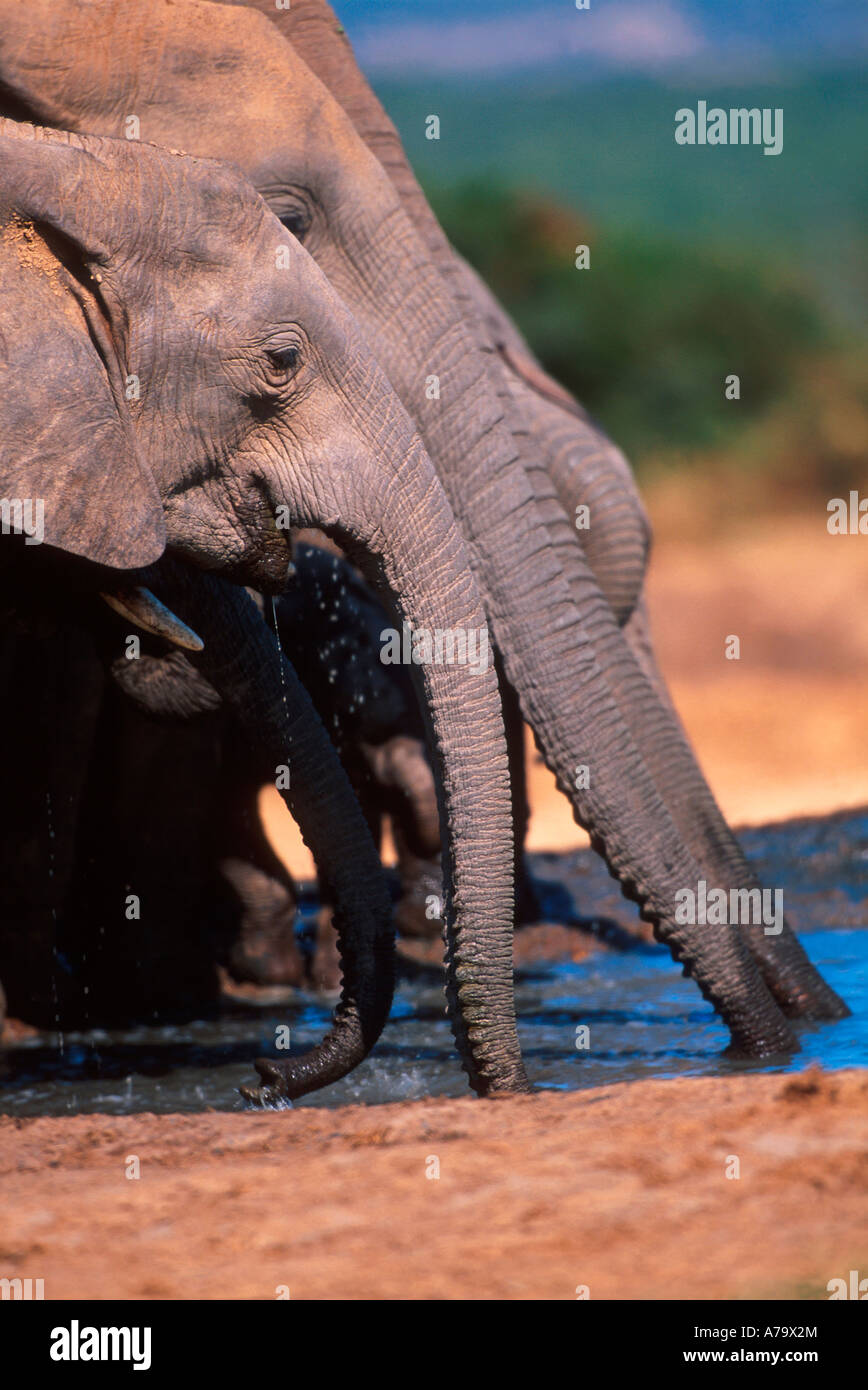 Un troupeau d'éléphants de l'eau potable avec leurs troncs tendus Addo Elephant Park Afrique du Sud Eastern Cape Banque D'Images