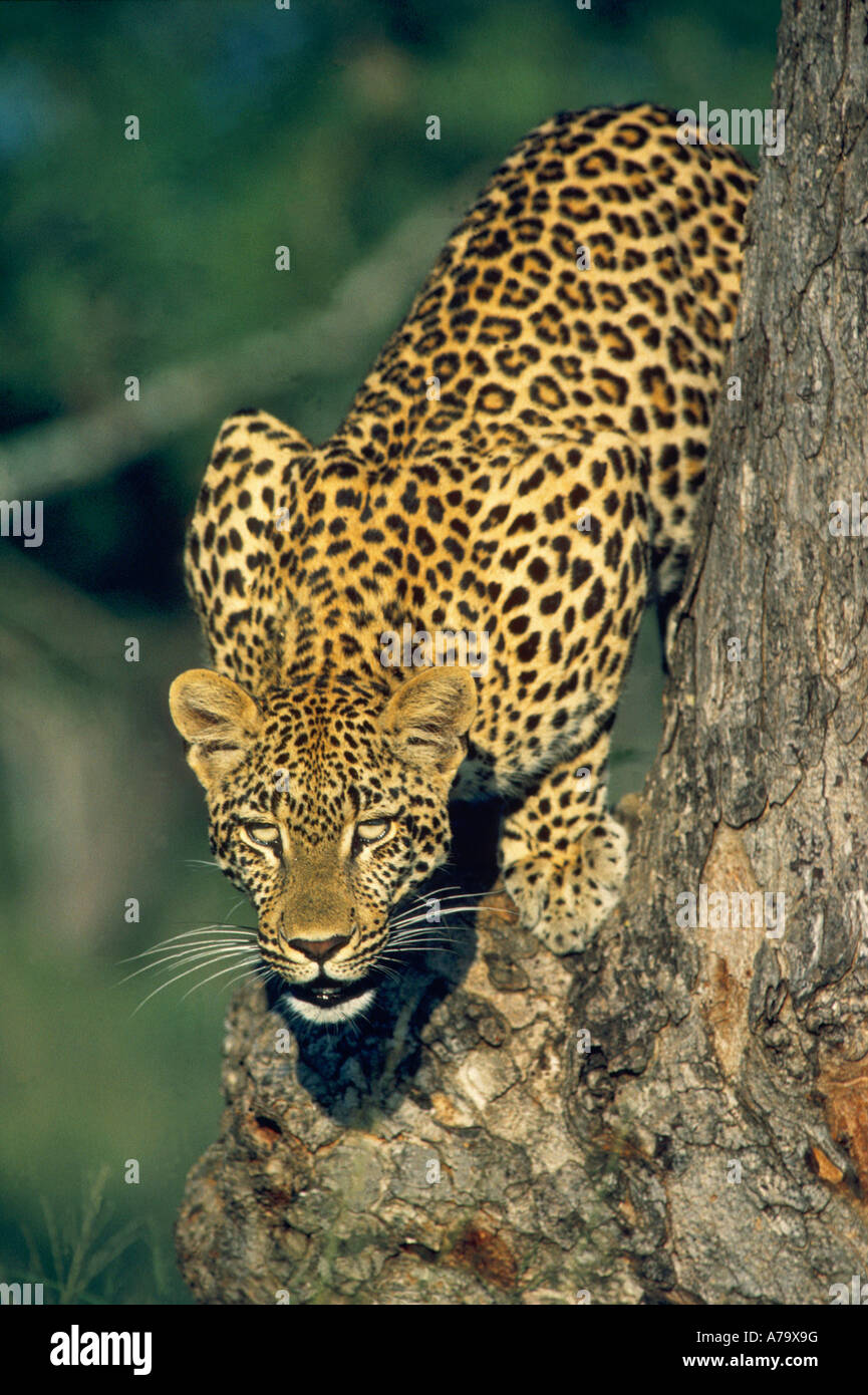 Un léopard femelle regarde attentivement l'avant tout en descendant d'un arbre en maroela Londolozi Londolozi Game Reserve Banque D'Images