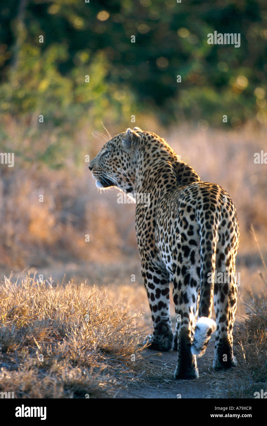 Un homme leopard sur la chasse dans le Sabi Sands Game Reserve en fin d'après-midi Réserve Mpumalanga Sabi Sand Game Banque D'Images