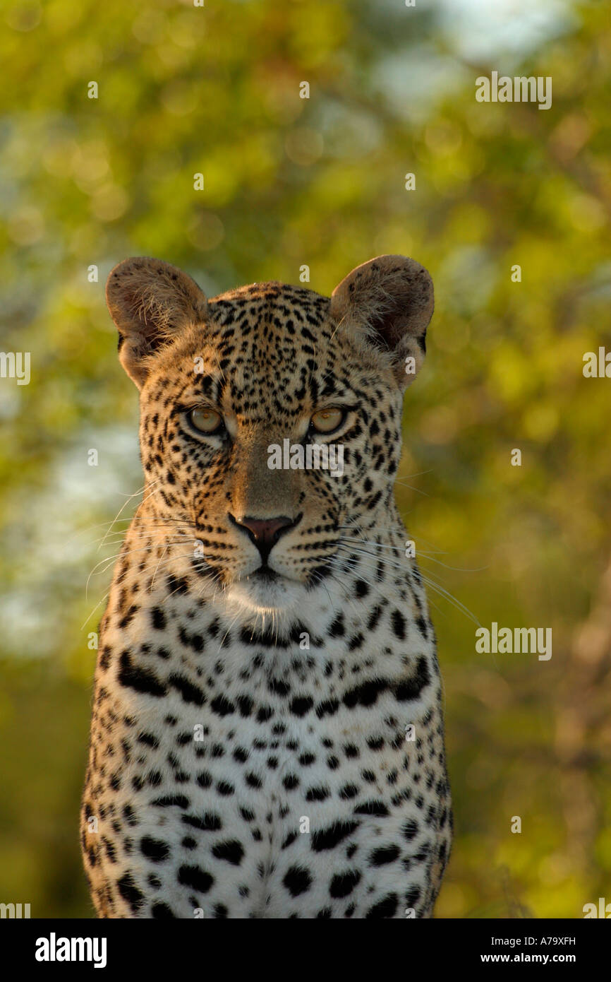 Portrait of a male leopard directement vers l'appareil photo à Sabi Sand Game Reserve Afrique du Sud Mpumalanga Banque D'Images