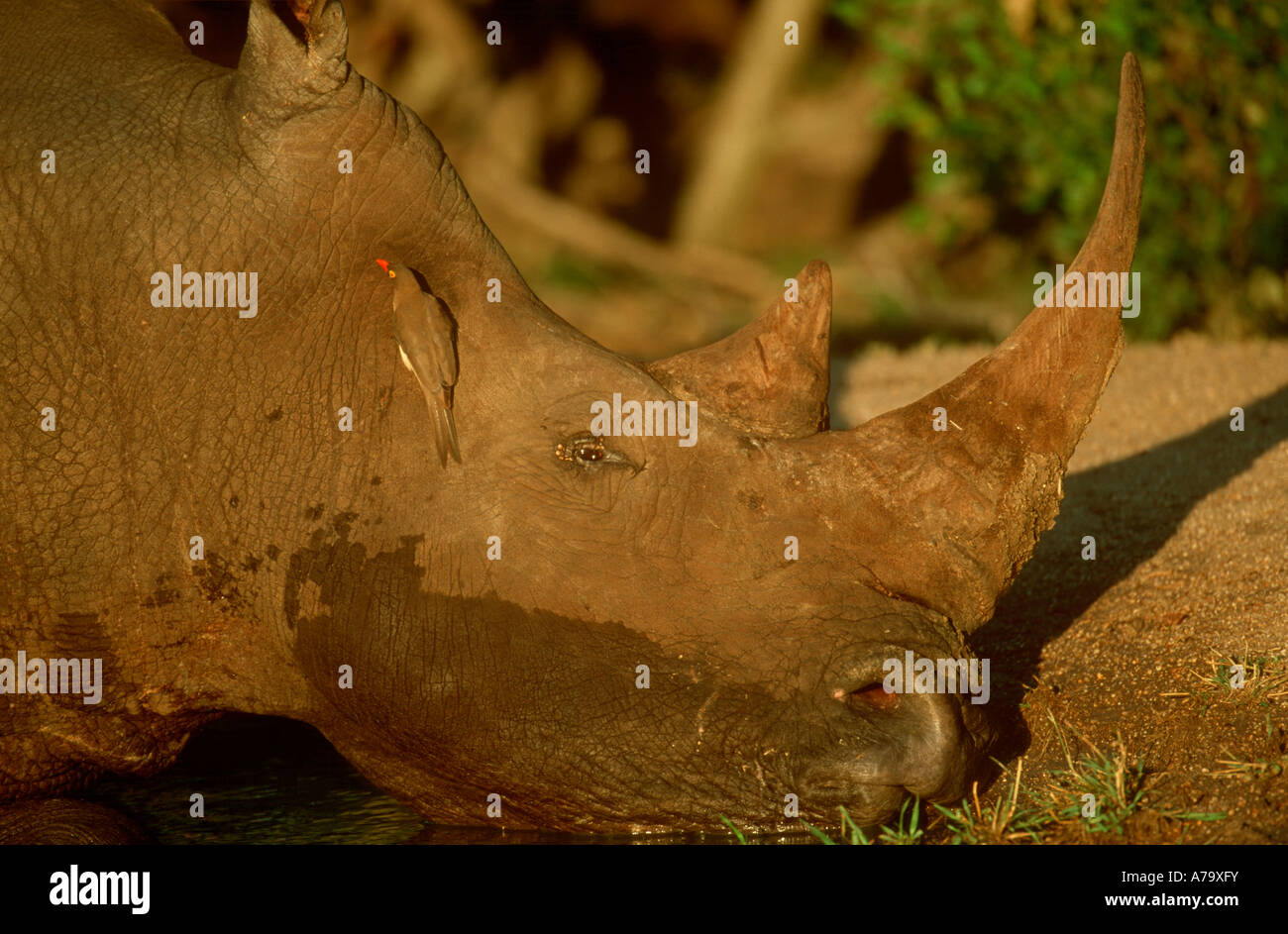 Portrait de rhinocéros blanc bull avec redbilled oxpecker se vautrer dans la boue Sabi Sand Game Reserve Afrique du Sud Mpumalanga Banque D'Images