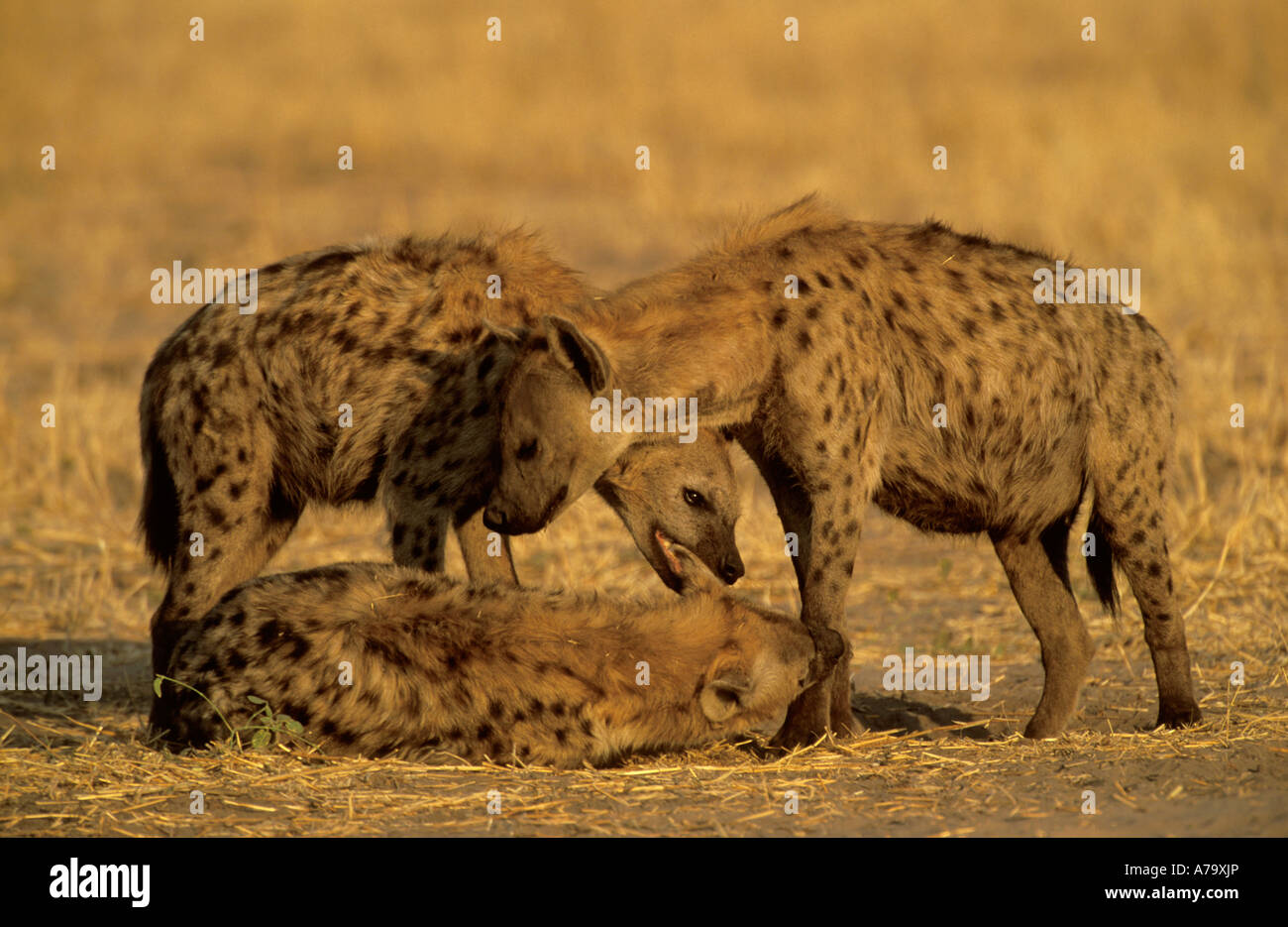 Un groupe de trois hyènes adultes montrant le comportement social Savuti Botswana Banque D'Images