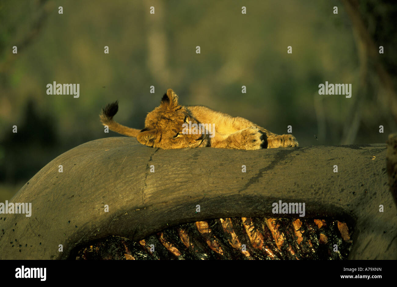 Un lion cub dormir au sommet de la carcasse d'un éléphant mort de la cage thoracique qui est exposé Sabi Sand Game Reserve Mpumalanga Banque D'Images