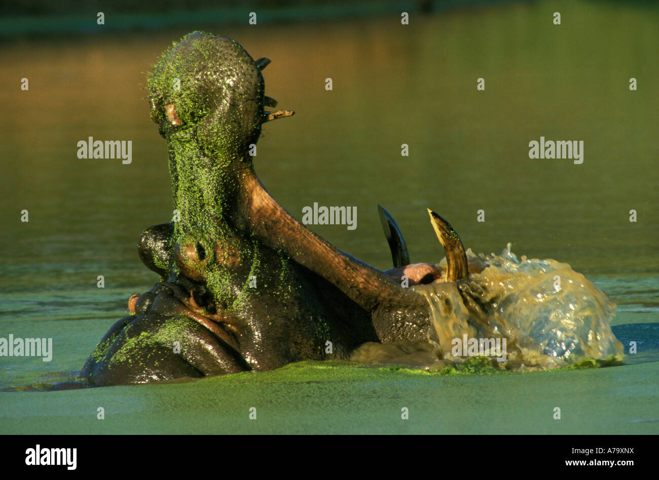 Hippopotame baillant largement son museau couvert d'algues vertes dans le Parc National Kruger Banque D'Images