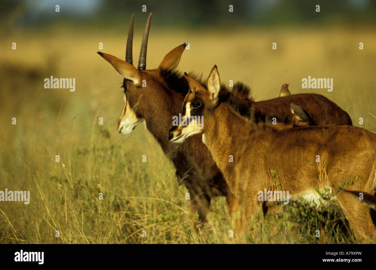 La vache et les jeunes adultes de sable avec oxpeckers sur leur dos Selati Game Reserve Afrique du Sud de la Province du Nord Banque D'Images