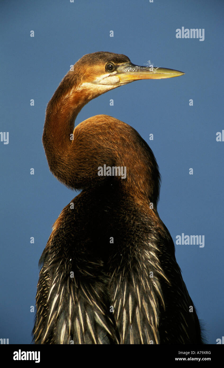 Portrait d'un vert avec son cou rentré et montrant un plumage strié noir et blanc sur les ailes il Gauteng Afrique du Sud Banque D'Images