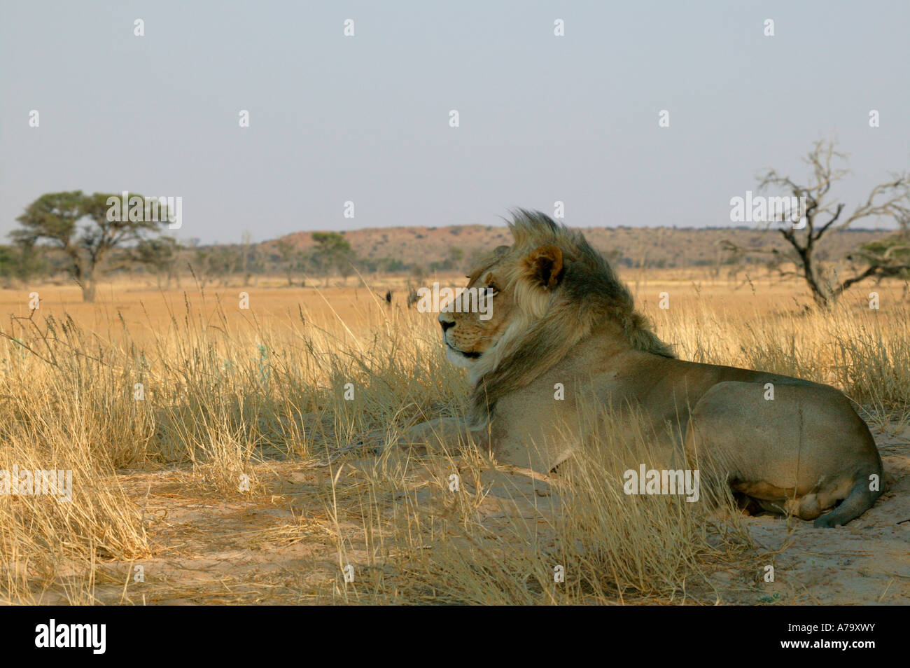 Portrait d'un homme lion à assis dans ombre douce donnant sur le fleuve Nossob dans le désert du Kalahari Banque D'Images