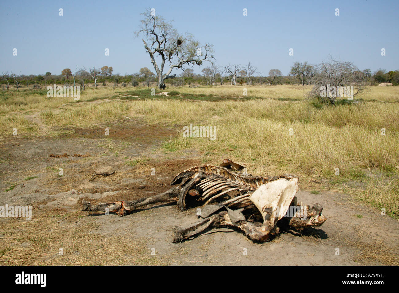Les os d'une carcasse d'éléphant Sabi Sand Game Reserve Afrique du Sud Mpumalanga Banque D'Images