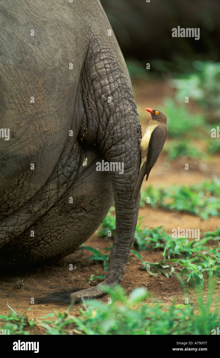 Redbilled oxpecker perché sur un rhinocéros blanc queue Sabi Sabi Game Reserve Afrique du Sud Mpumalanga Banque D'Images