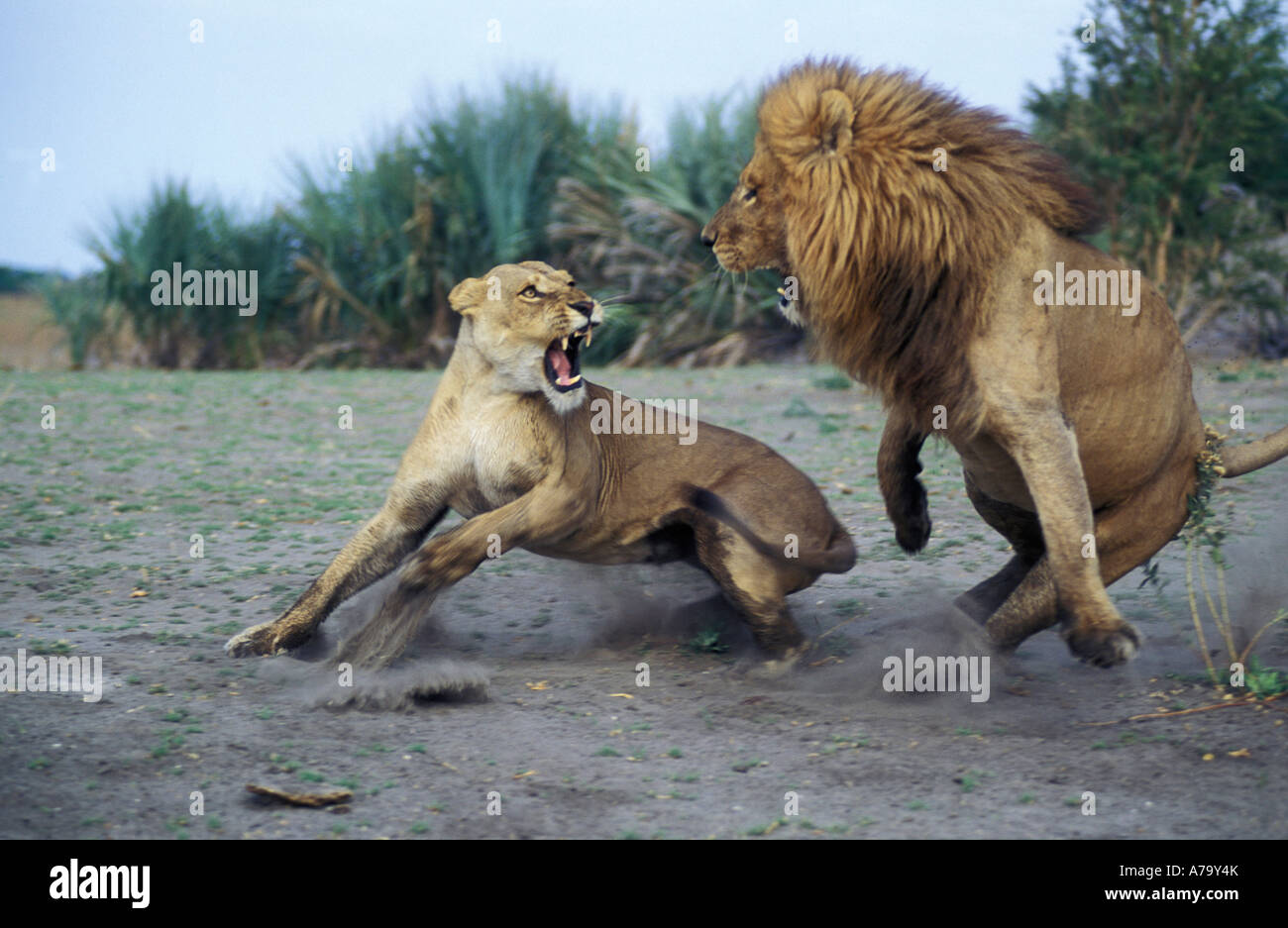 Un lion mâle prend des mesures d'évitement d'une femelle agressive Mombo Delta de l'Okavango au Botswana Banque D'Images