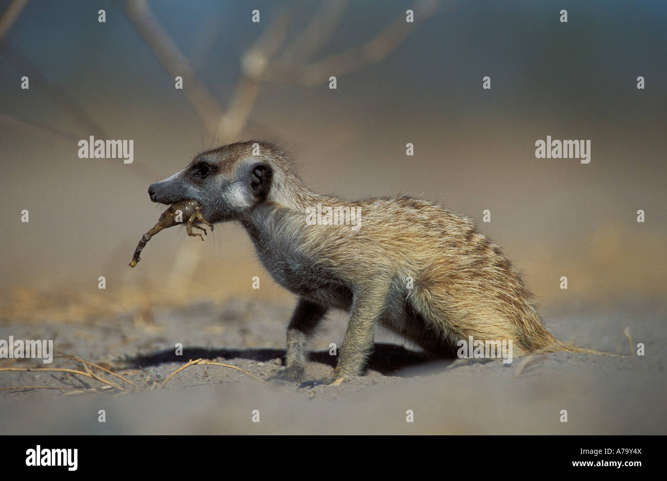 Meerkat Suricate mange un scorpion Makgadikgadi Pans Botswana Banque D'Images