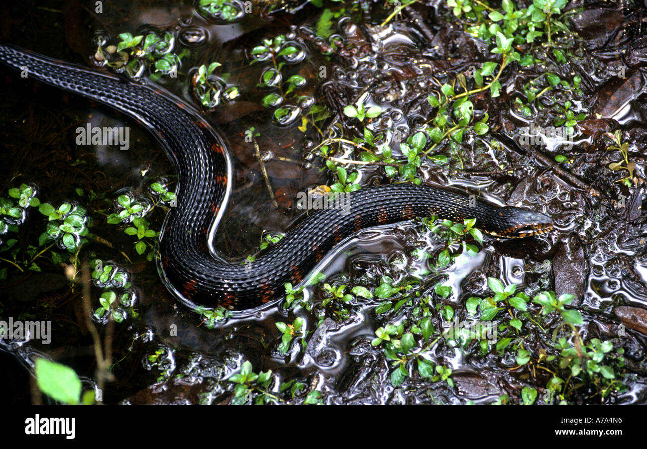 Brown serpent de manger du poisson le parc national des Everglades en Floride USA Nerodia taxispilota Banque D'Images
