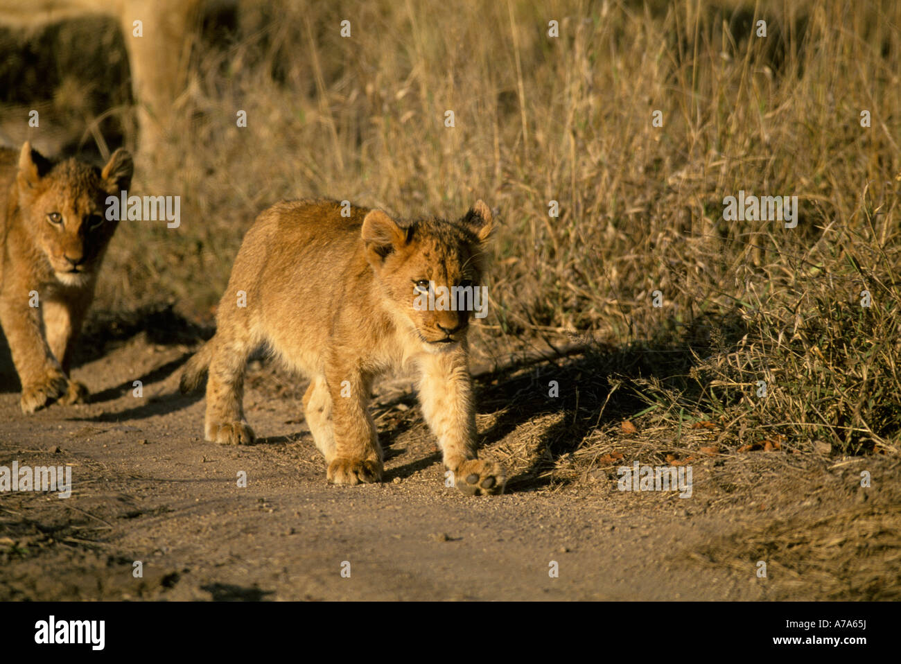 Trois mois des lionceaux marcher le long chemin de Londolozi Sabi Sand Game Reserve Afrique du Sud Mpumalanga Banque D'Images