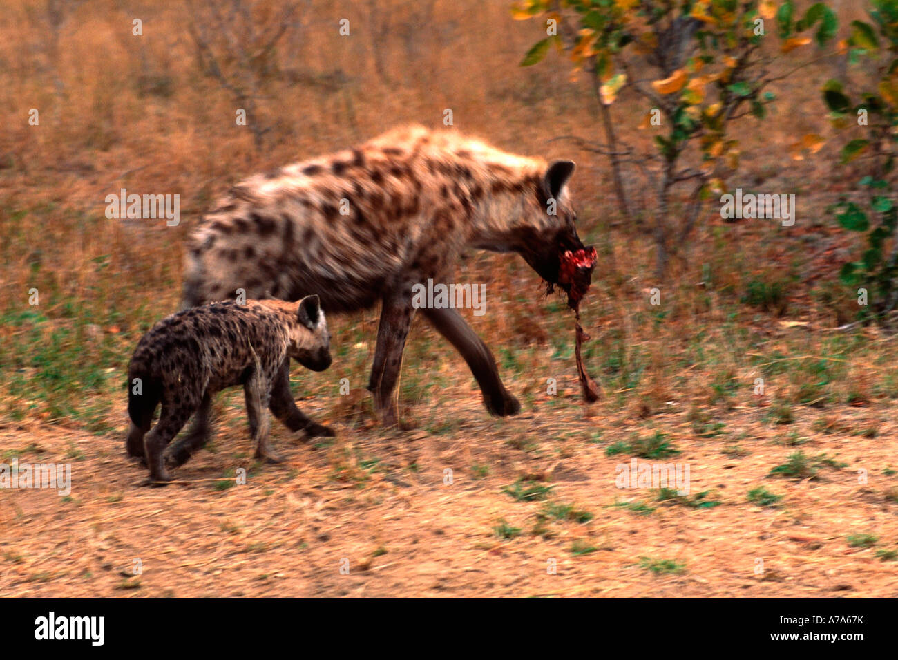 L'hyène tachetée Crocuta crocuta et cub avec un morceau de viande fraîche la charogne du Parc National Kruger Mpumalanga Afrique du Sud Banque D'Images