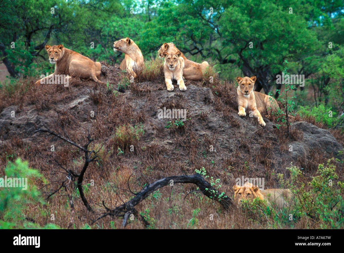 Lion Panthera leo fierté sur une termitière gagner vantage National Kruger Mpumalanga Afrique du Sud Banque D'Images