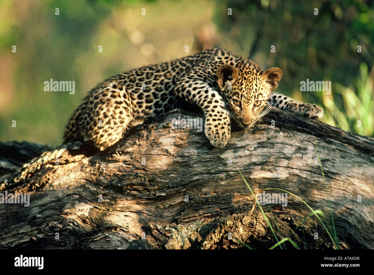 Leopard cub couchée sur un tronc d'arbre tombé Londolozi Game Reserve Afrique du Sud Mpumalanga Banque D'Images