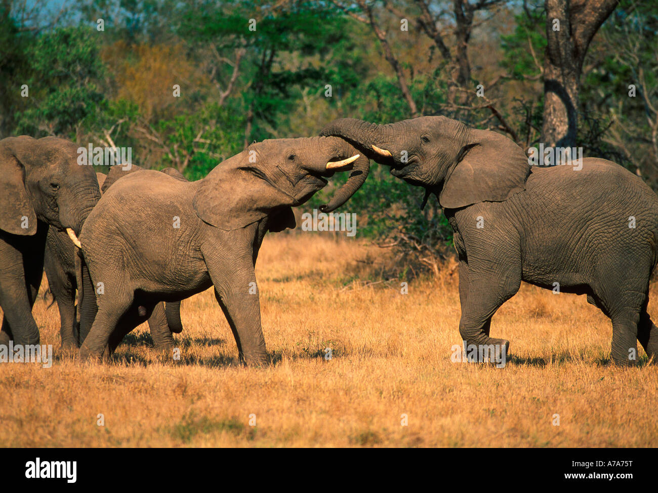 Paire de taureaux de combat de l'éléphant Londolozi Game Reserve Afrique du Sud Mpumalanga Transvaal Banque D'Images