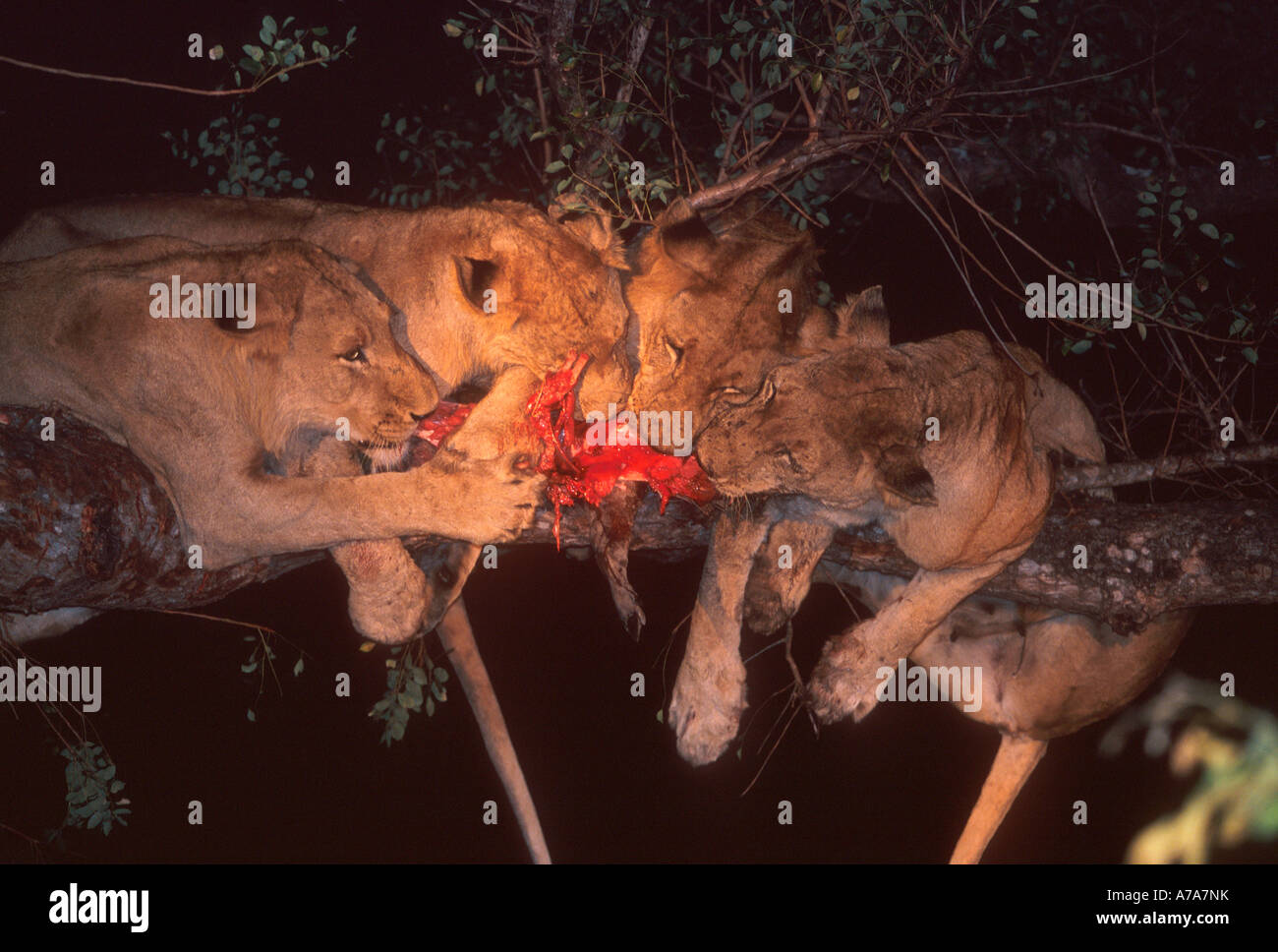 Quatre lions sur la branche d'un arbre qui se nourrit d'une charogne de tuer un léopard Mala Mala game reserve la province de Mpumalanga Banque D'Images