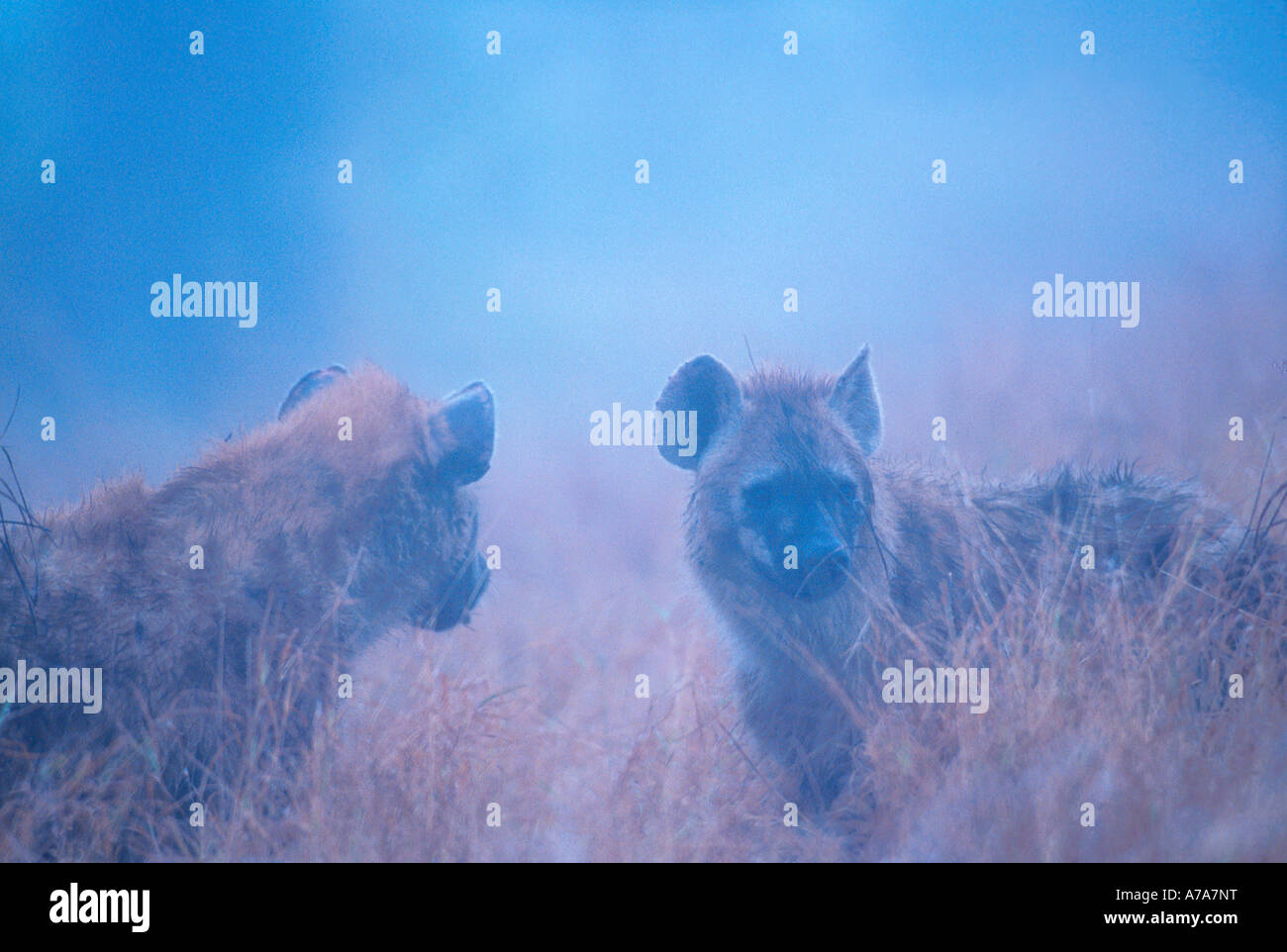 Hyènes sur un matin brumeux Sabi Sand Game Reserve Afrique du Sud Mpumalanga Banque D'Images