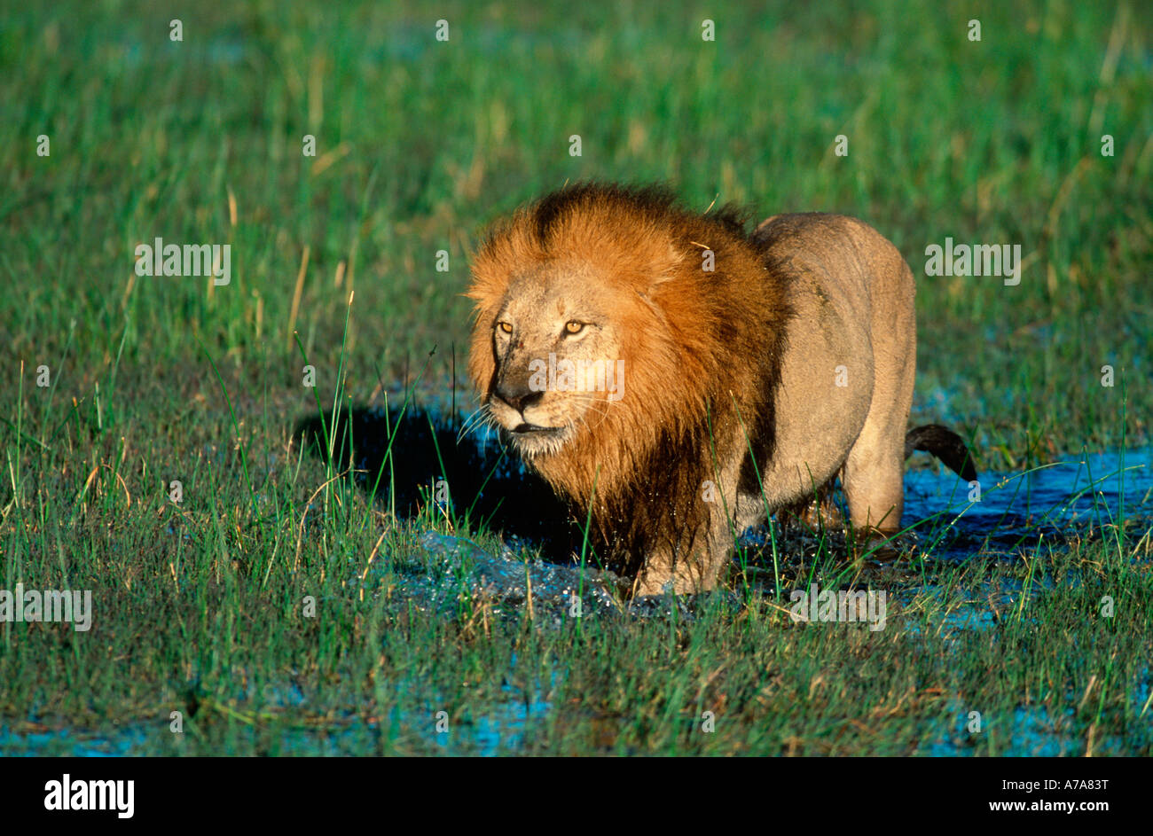 Une crinière d'un lion mâle sombre dans une zone marécageuse du Delta de l'Okavango Delta de l'Okavango au Botswana Banque D'Images