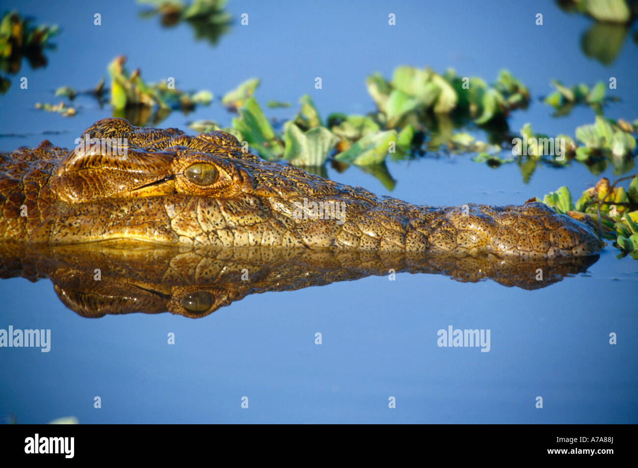 La tête et le museau d'un Crocodile du Nil dans l'eau du parc national Kruger Mpumalanga Afrique du Sud Banque D'Images