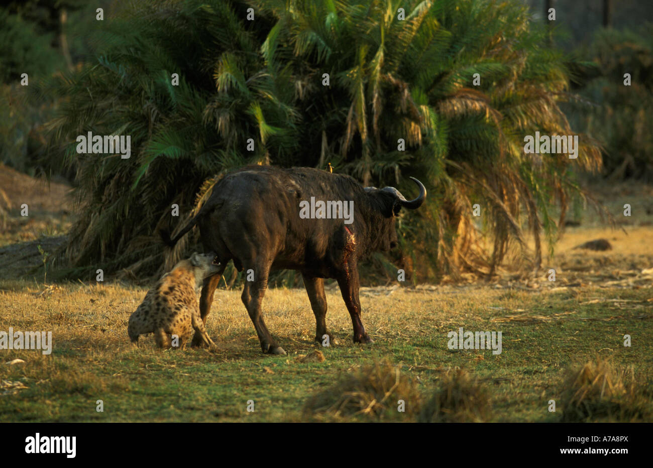 Le dirigeant d'une hyène tachetée d'attaquer un bison de l'arrière photo 2 Delta de l'Okavango au Botswana Banque D'Images