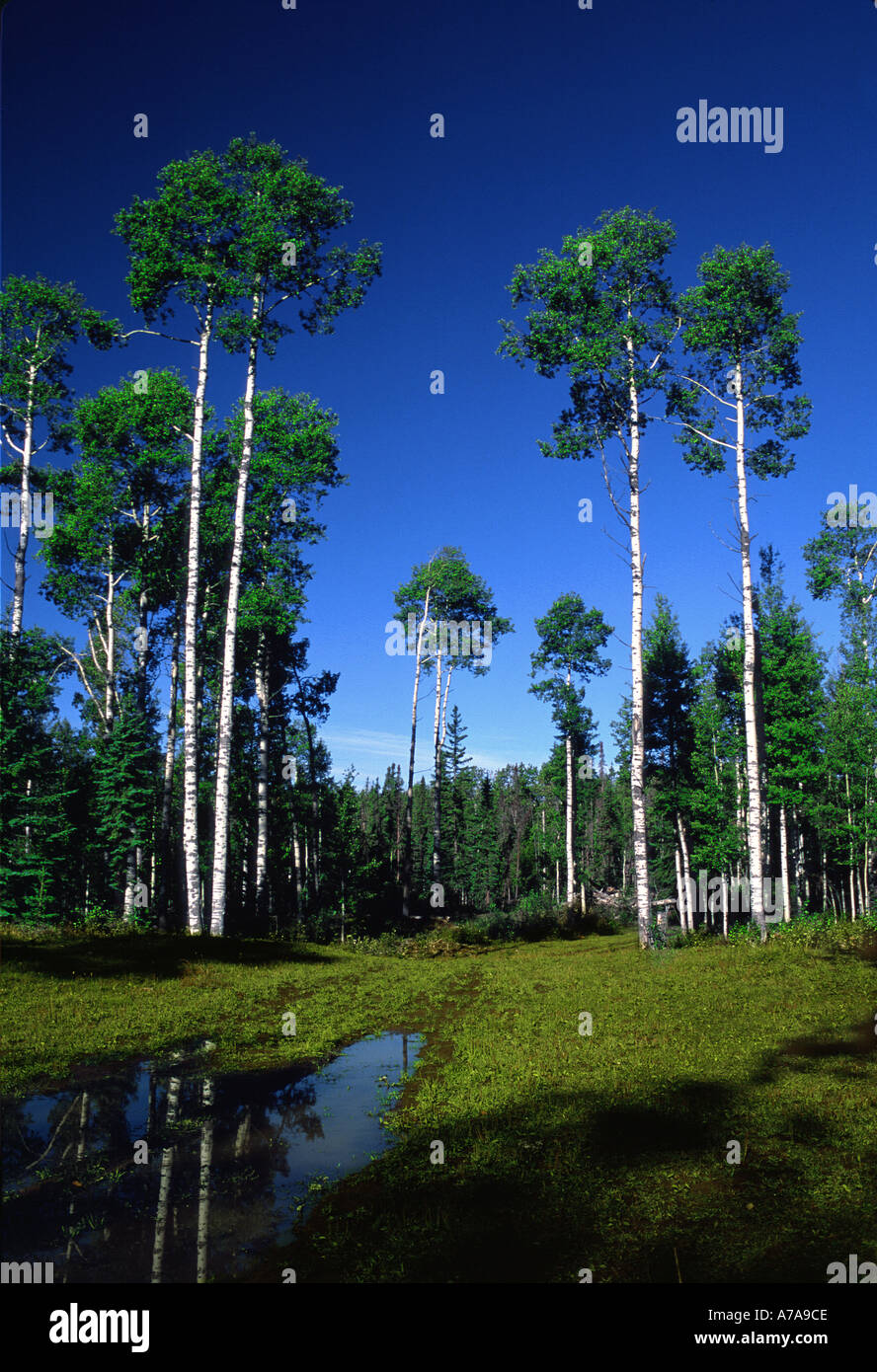 Forestiers Canadiens Banque D'Images