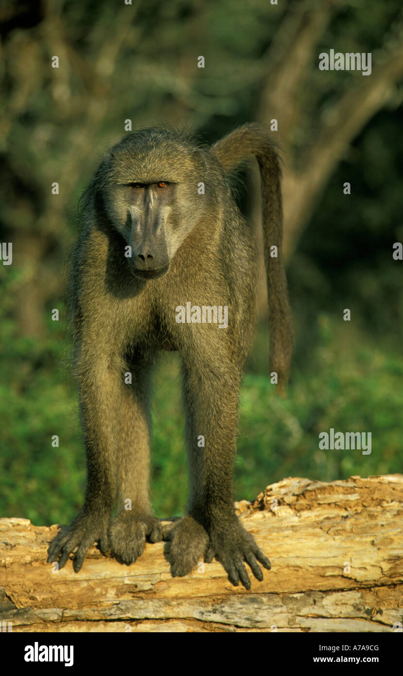 Vue sur la tête d'un babouin Chacma Papio ursinus debout avec 4 pattes sur un journal national de Kruger Mpumalanga Banque D'Images