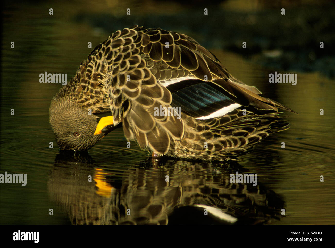 Canard bec jaune au lissage Marievale Province de Gauteng, Afrique du Sud Banque D'Images