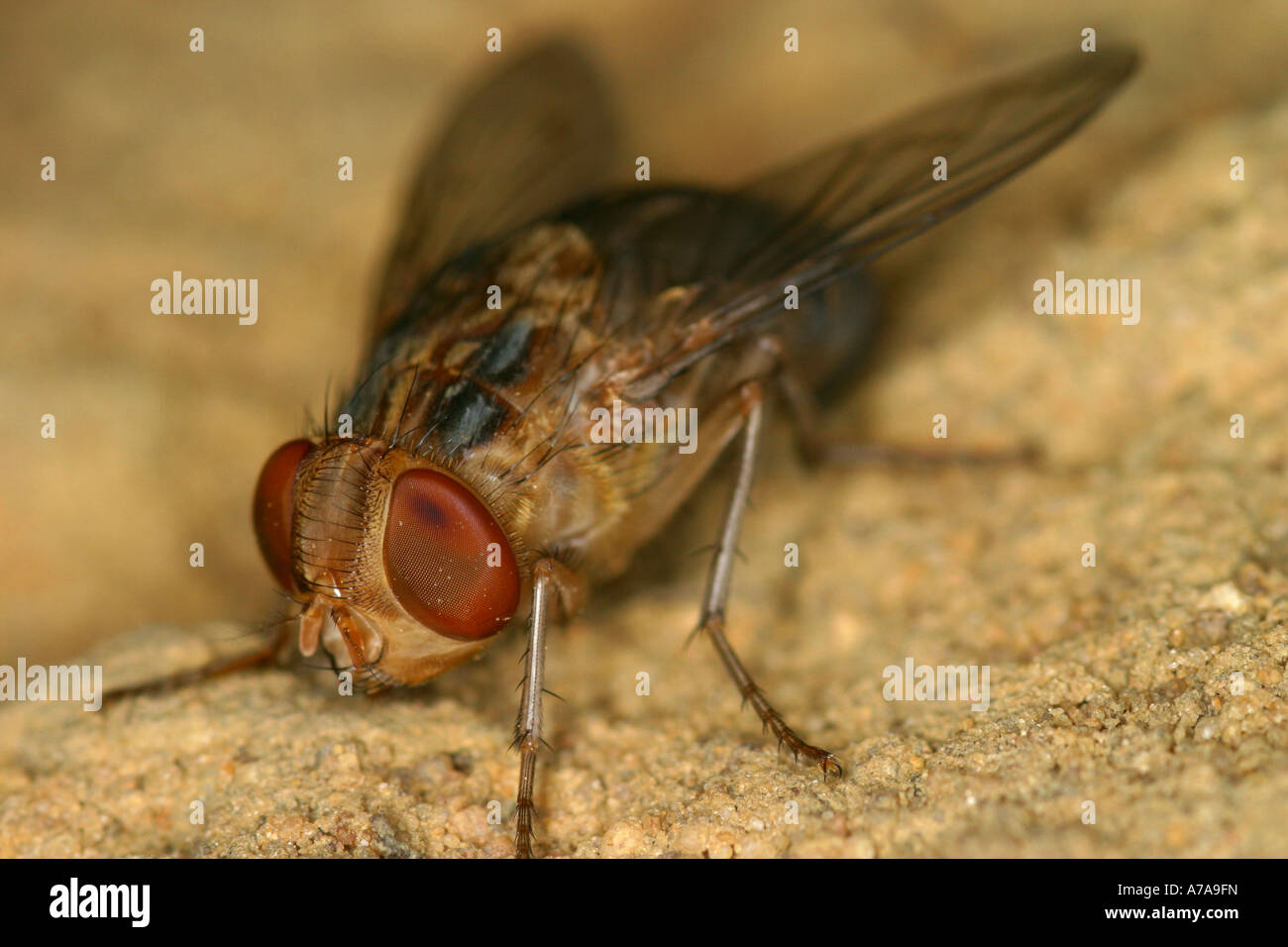 Phacochère voler accroché sur la partie inférieure de la Province du Nord Vaalwater rock Afrique du Sud Banque D'Images