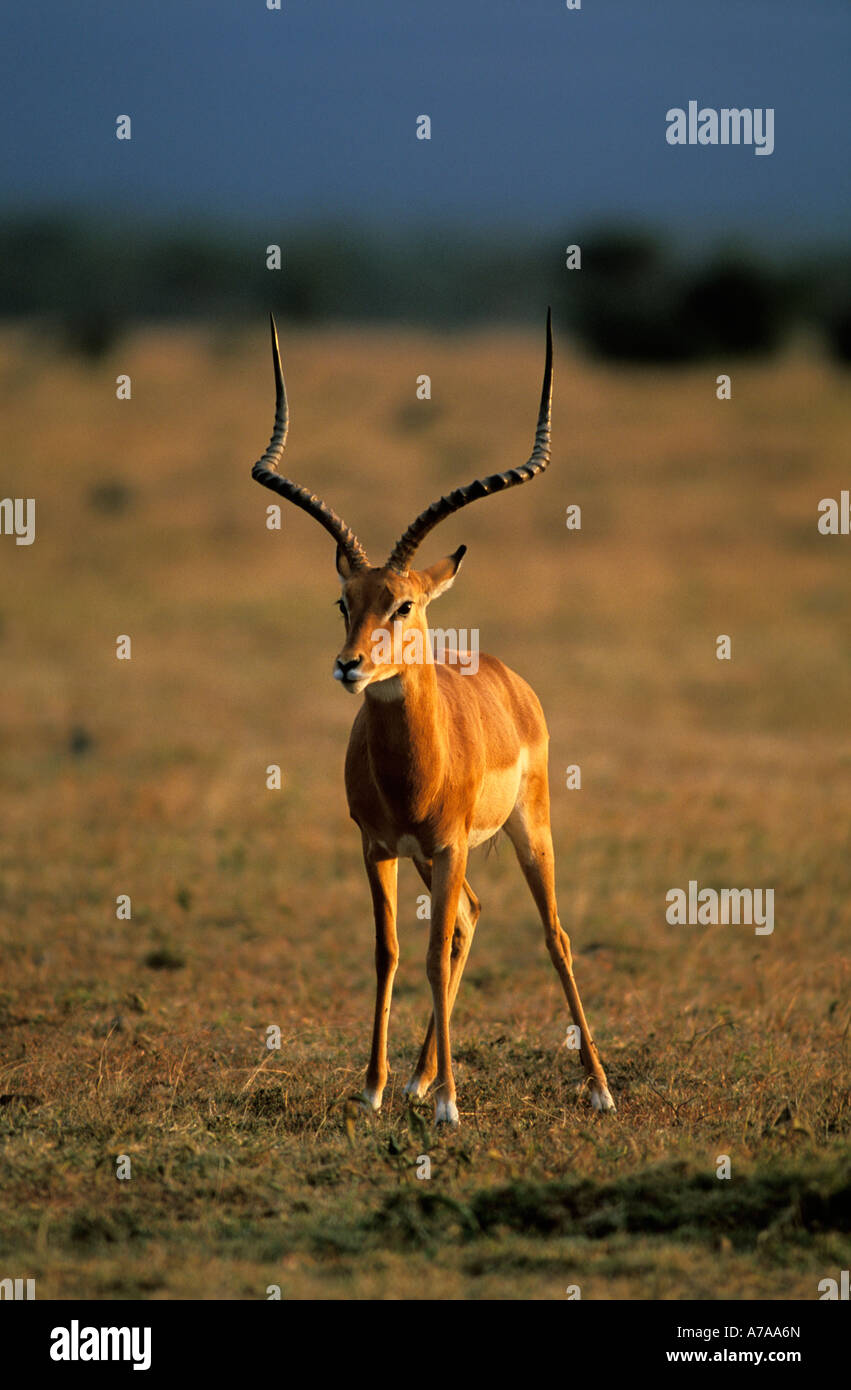 Impala ram avec cornes exceptionnellement longue Kenya Masaï Mara Banque D'Images